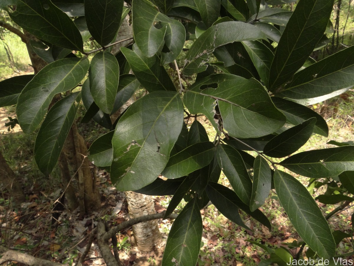 Lepisanthes tetraphylla var. tetraphylla (Vahl) Radlk.